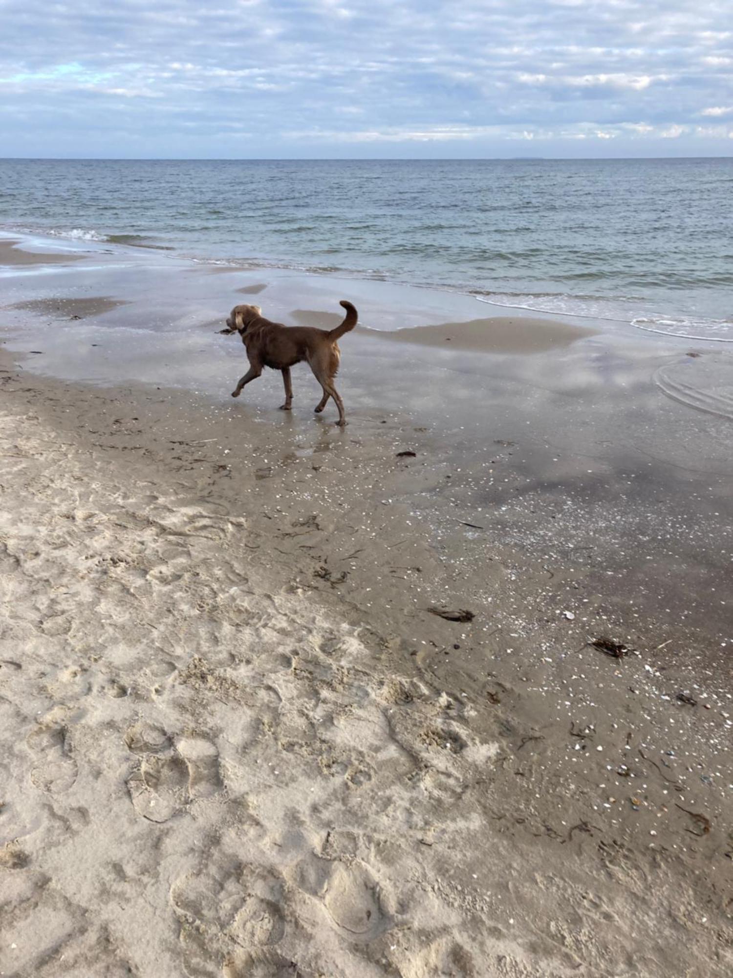 Reet Am Strand Mit Hund Karlshagen Exterior photo